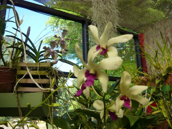 Nice orchids