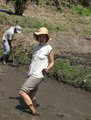 Jolie planting rice