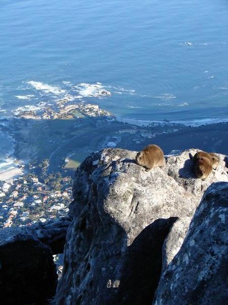 Rock Dassies on Table Mountain