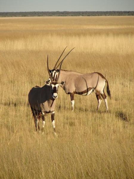 oryx in the grasses of the pan