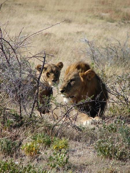 Male lion with mate