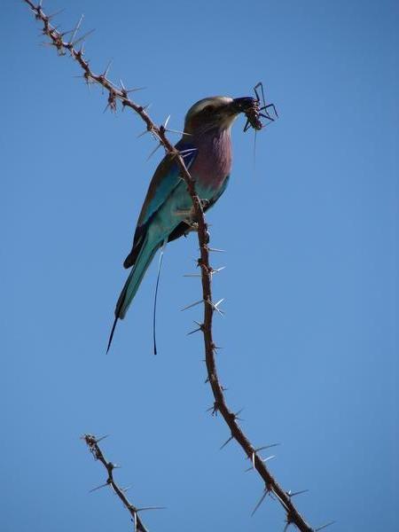 The National bird of Botswana