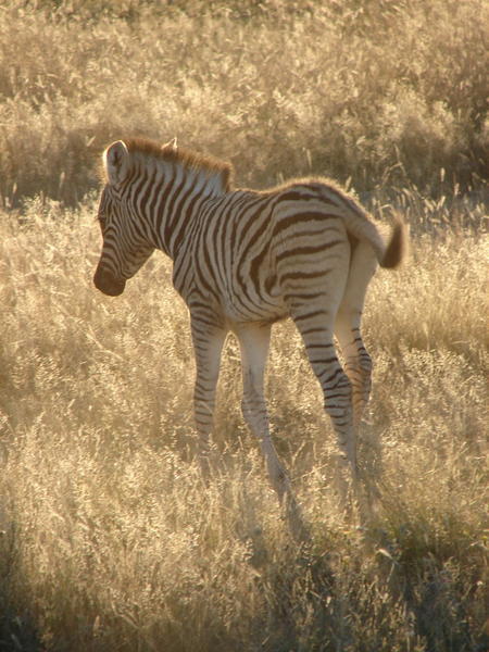 Newborn Zebra at Sunset