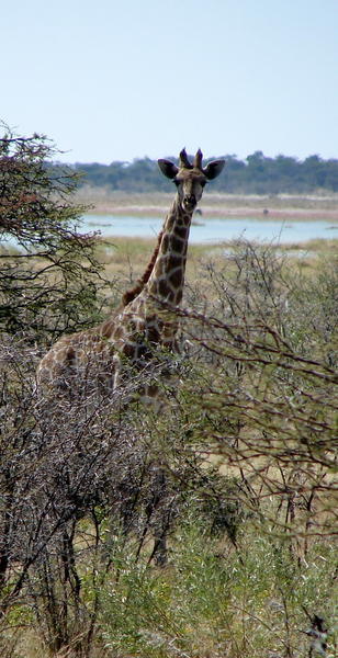 A young giraffe near the water