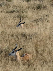 Springbok in the grass