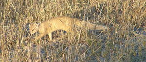 Yellow mongoose