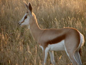 A young springbok