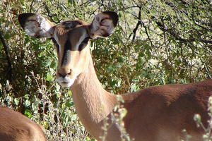 A blackfaced impala