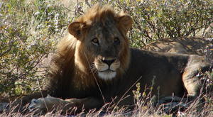 Male lion 1