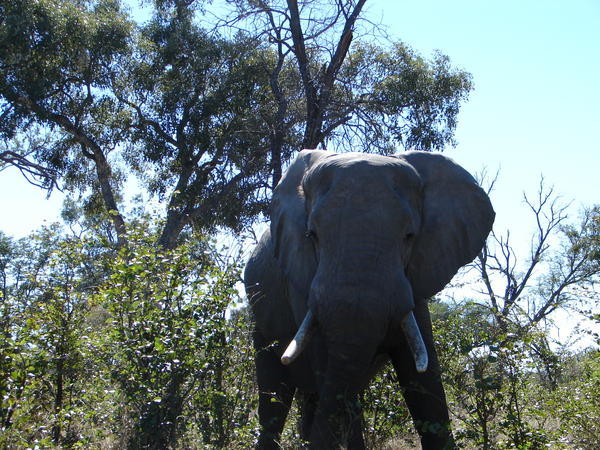 Another Elephant
