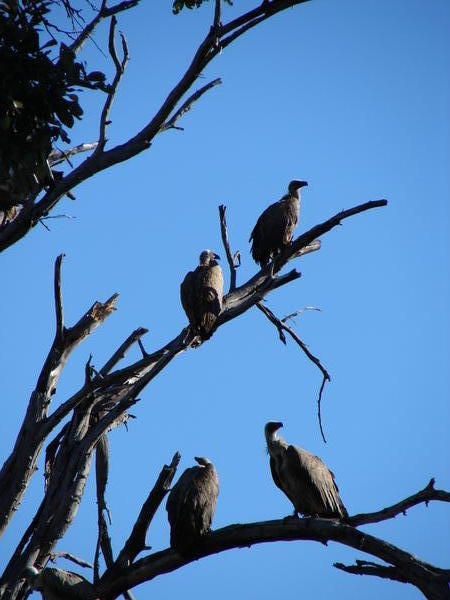 Vultures 