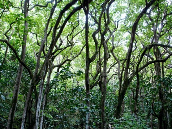 Forest in Waipi'o Valley