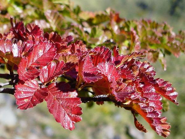 The wonderfully coloured leaves of Mountain Coigue