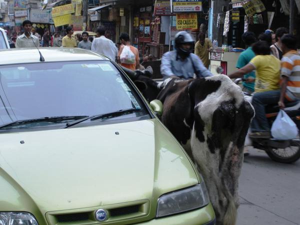 Cow spueezing past a car