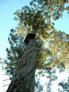 The big Karri Trees are used for fire lookouts