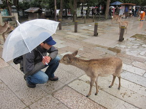 Nara with the deer