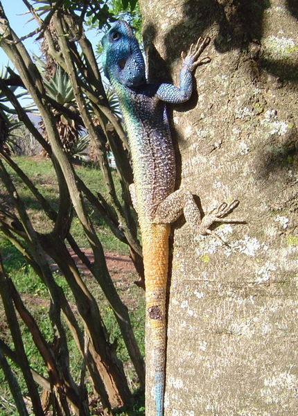 Blue Lizard in Mlilwane