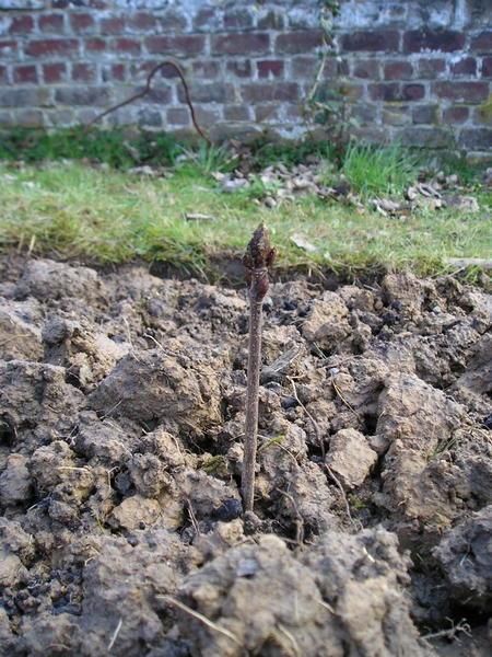 the first TWIG planted