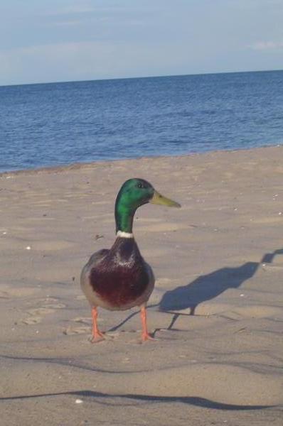 Baltic Duck