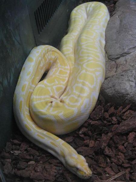 An albino snake