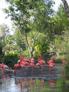 Flamingos, Baby!