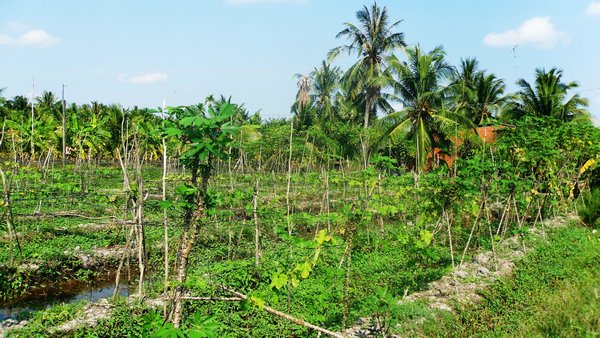 Cucumber plantation