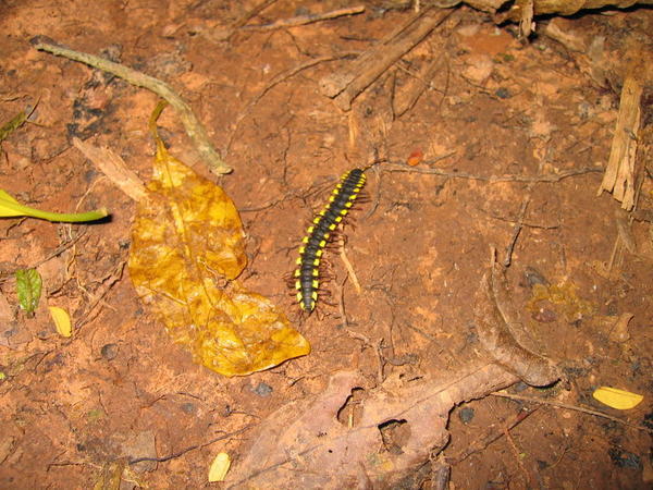 centipede, those colors mean he bites!