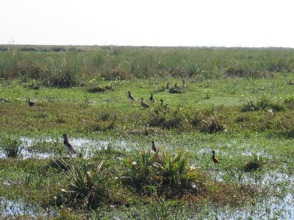 marsh birds