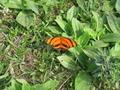 Tiger Butterfly