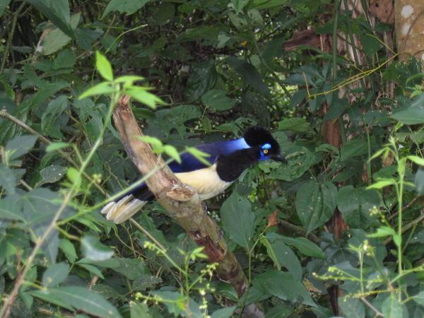 Iguazu birds