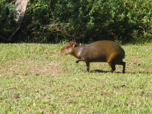 Iguazu animals | Photo