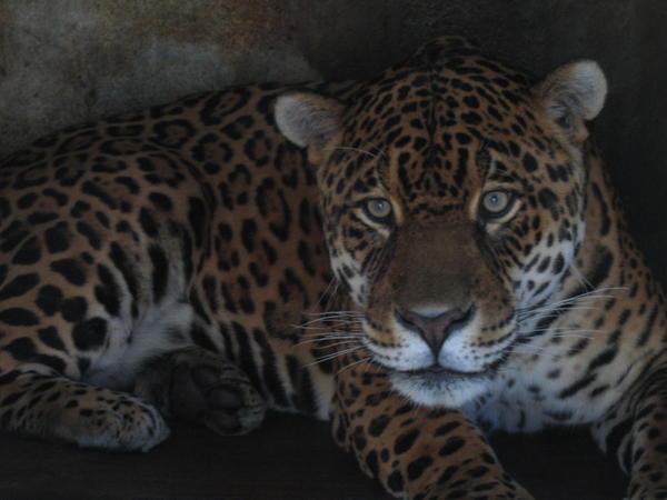 male jaguar