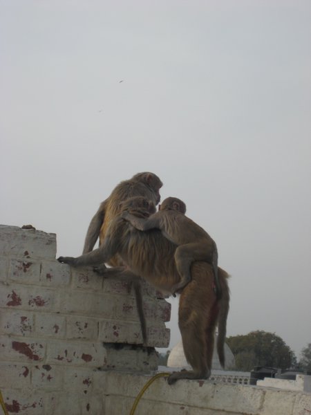 Monkeys, Agra