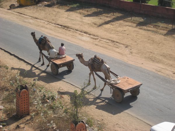 Camels, Ranthambore