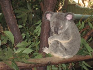 One of the many Koalas at the sanctuary 