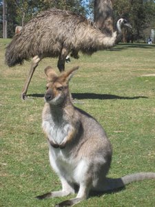 Kangaroos and Emus