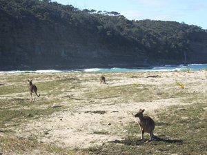 kangaroos in the wild, Burril Lake