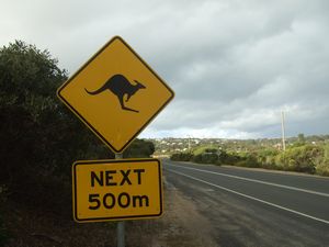 Look out for Roos!
