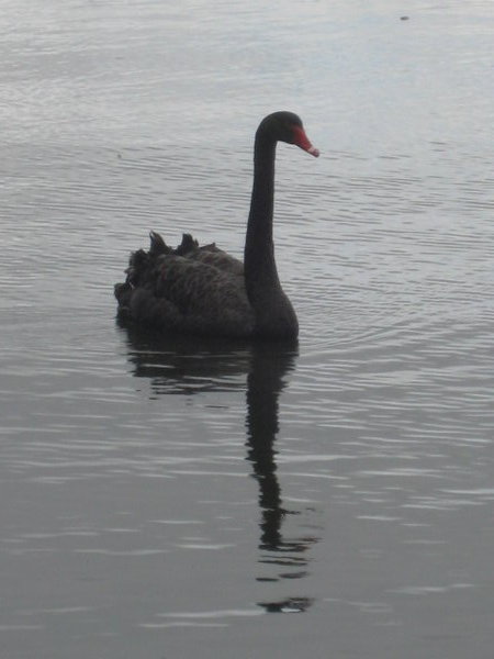 Black Swan, Lake Taupo