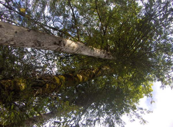 looking up a giant cedar