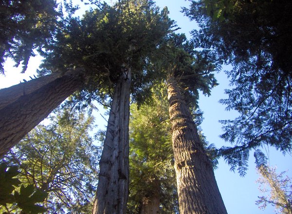 trees in Cathedral Grove