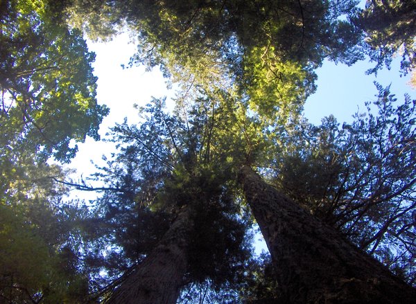 looking up at the trees