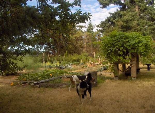 dogs with the garden