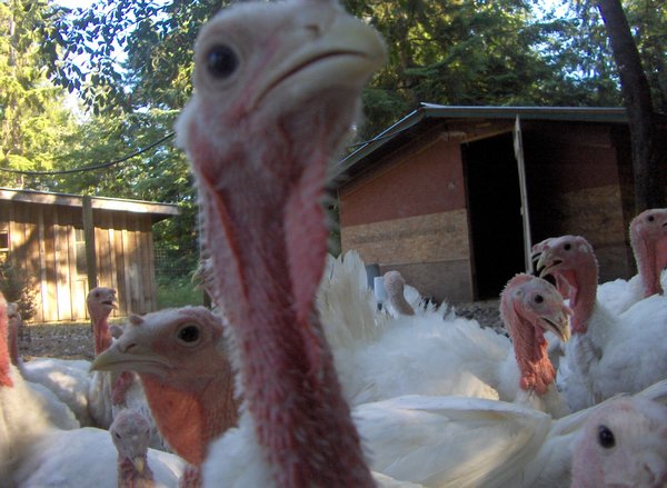 Turkey checking out the camera