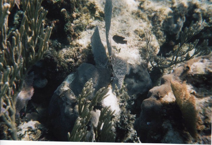 underwater in Cancun 14