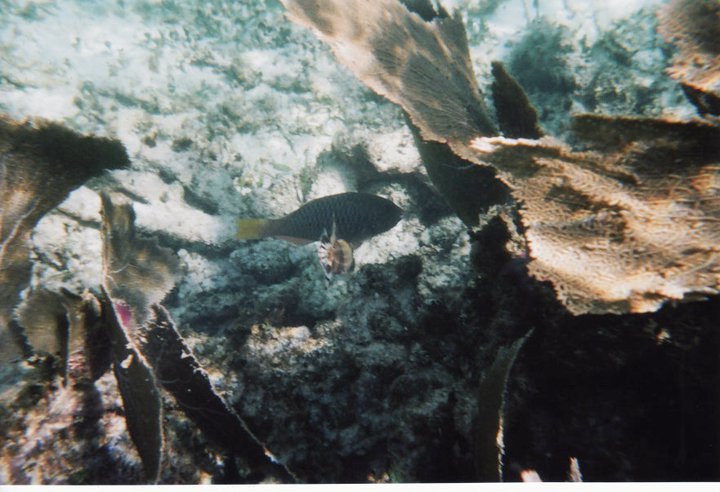 underwater in Cancun 6