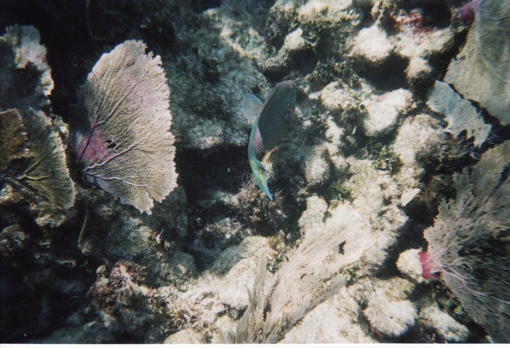 underwater in Cancun 7