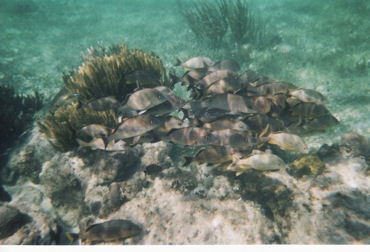 underwater in Cancun 11