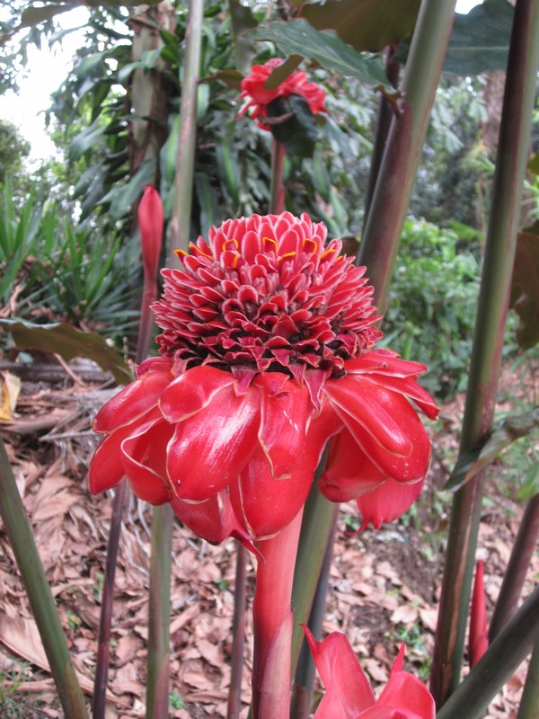 interesting red flower