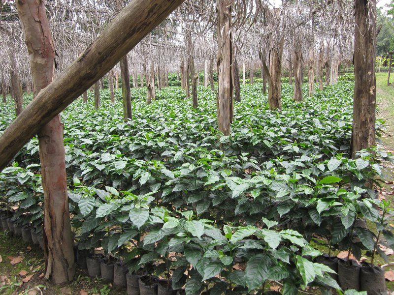 young coffee plants